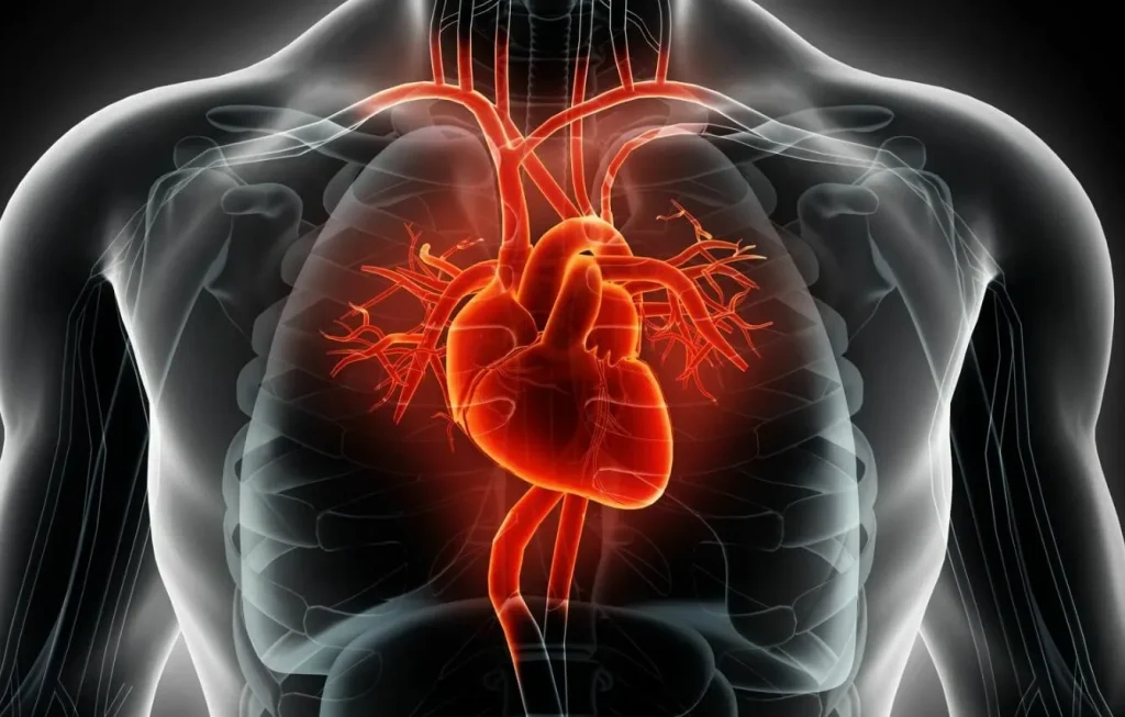 An anatomical illustration of a human torso, highlighting a glowing red heart and intricate blood vessels.
