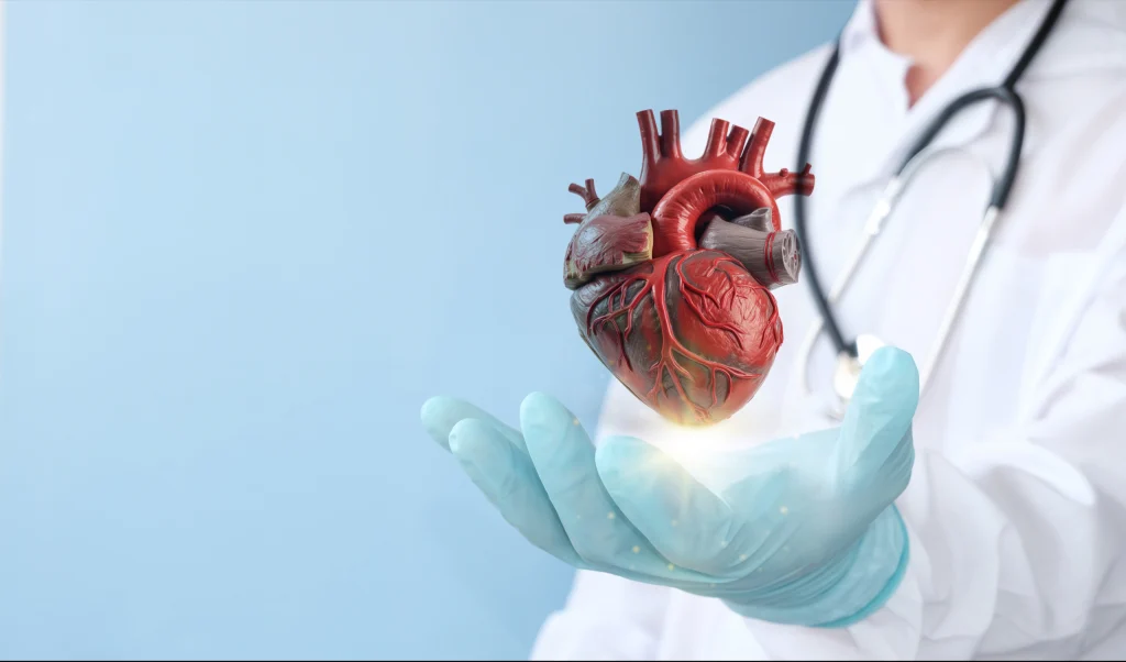 A healthcare professional in gloves holds a realistic 3D heart image, symbolizing care and focus on cardiovascular health.