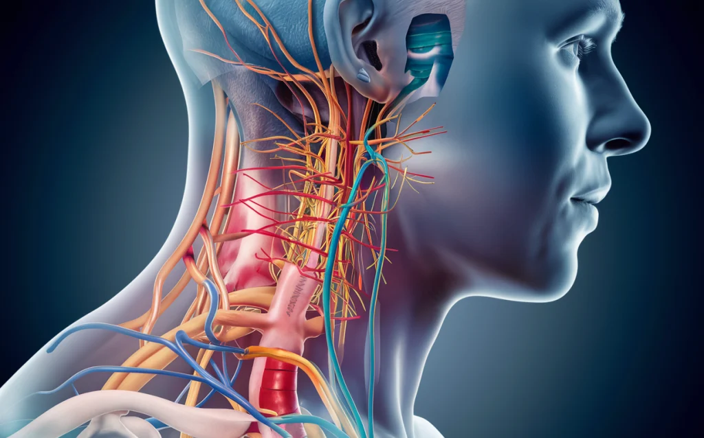 A detailed anatomical illustration of the human neck, showcasing intricate nerve and blood vessel structures. duplex scan of extracranial arteries