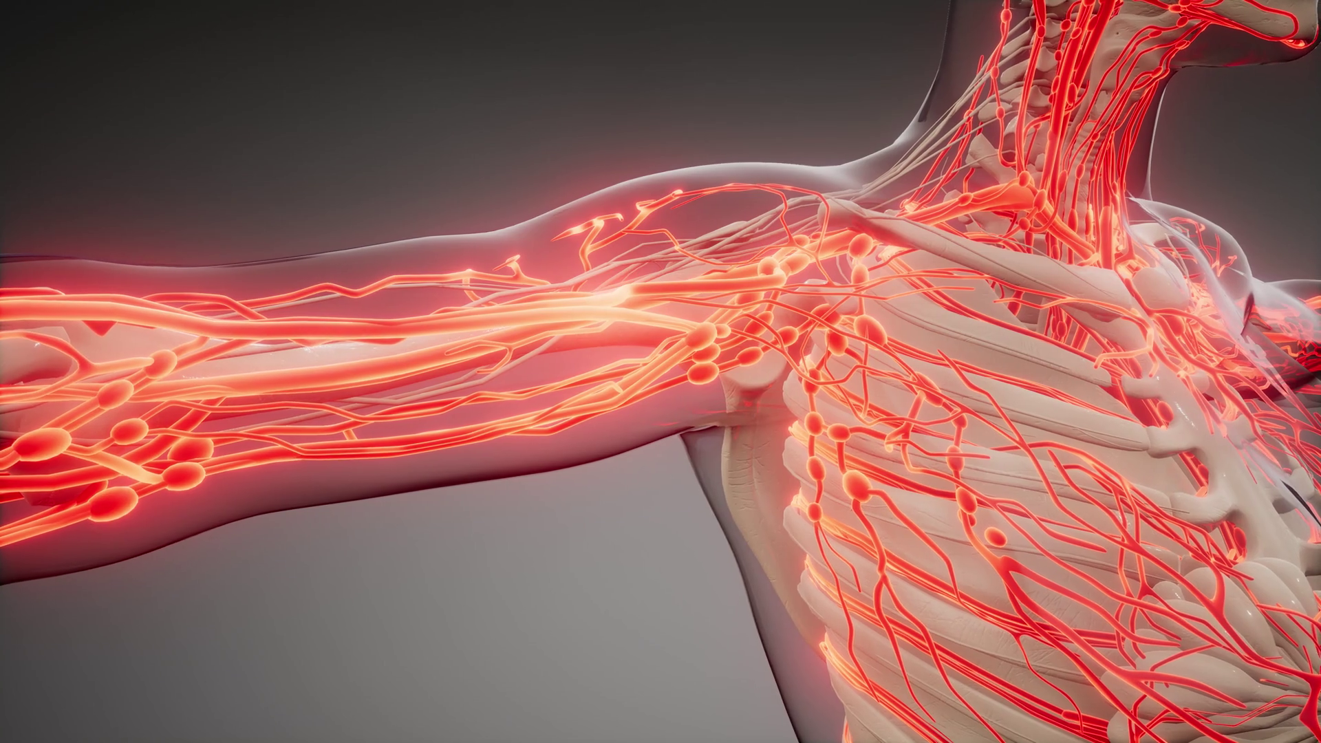 Illustration of the human upper body showing the circulatory system with glowing red veins and arteries, promoting awareness for heart check-up in Dubai.