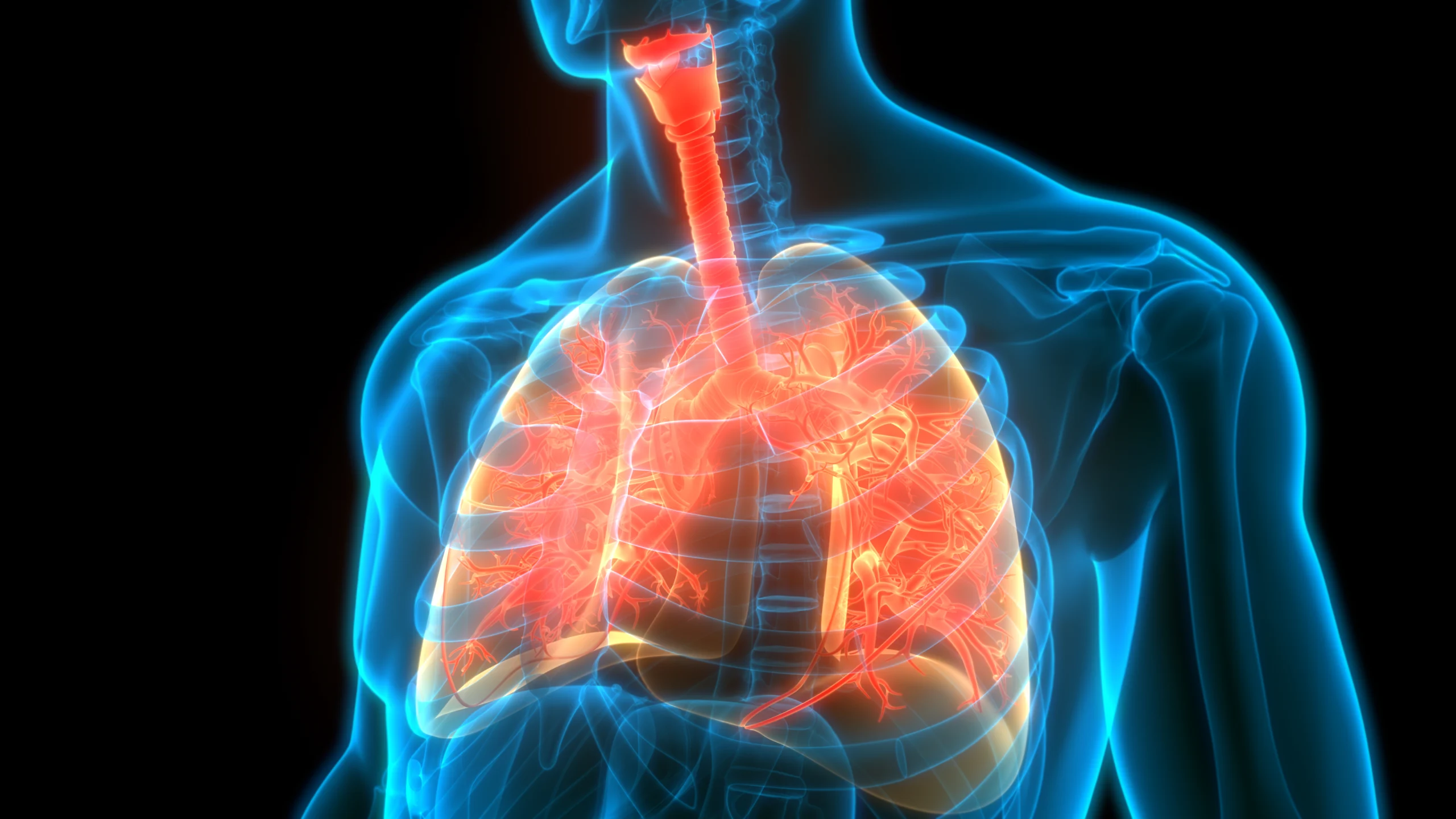 3D illustration of a human torso highlighting illuminated lungs and airways against a dark background, visually representing the respiratory system used in a pulmonary lung function test.